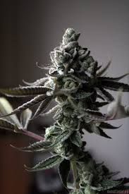 Sin Mint Cookies Regular Seeds