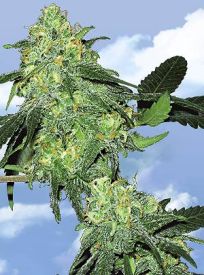 Skunk Classic Feminised Seeds