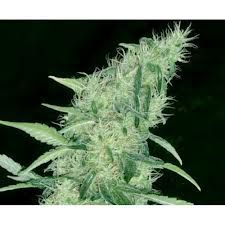 Somango #47 Feminised Seeds