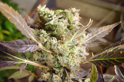 Somango Feminised Seeds