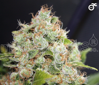 Sour Diesel Feminised Seeds