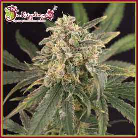 Sour Tang Kripple Feminised Seeds