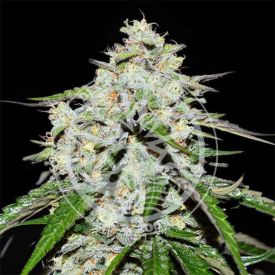 Space Cookies Auto