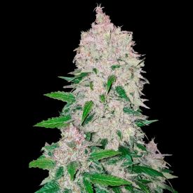 Stardawg Auto Cannabis Seeds
