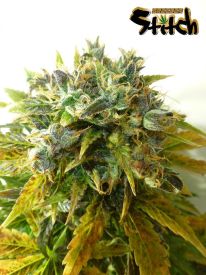 Stardust Autoflowering Feminised Seeds