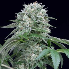 Starfire OG Feminized Seeds