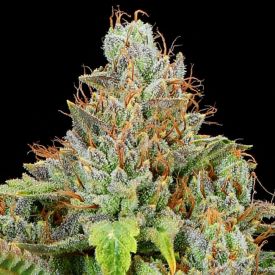 Sticky Boof Auto Feminized Seeds