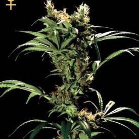 GreenHouse Seeds Arjans Strawberry Haze Feminized