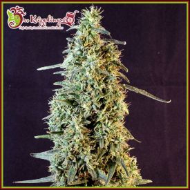 Strawberry Banana Whip Auto Feminised Seeds