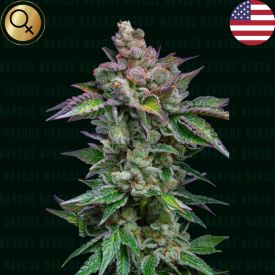Strawberry Merengue Feminized