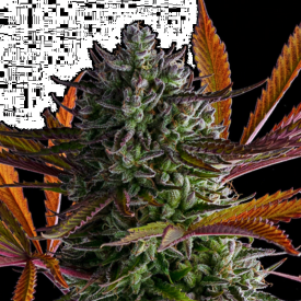 Strawberry Pop Rocks Feminized Seeds