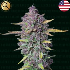 Sueño Purple Punch Feminized