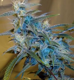 Sugarloaf Feminised Seeds