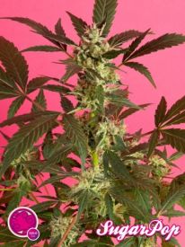 SugarPop Feminised Seeds