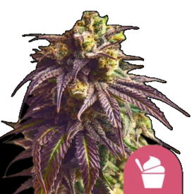 Sundae Driver Feminized