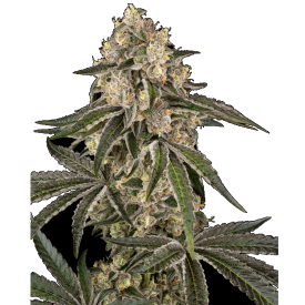 Sunset Peach Feminized