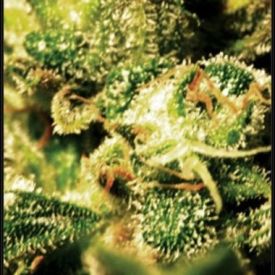 GreenHouse Seeds Super Critical Auto Feminized