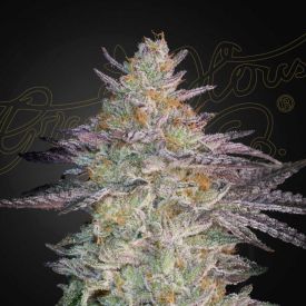 Super Lemon Haze x GMO