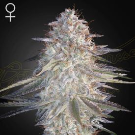 Super Lemon Haze x Pink Candy