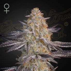 Super Lemon Haze x RS11