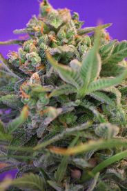 Sweet Cheese FAST Version Feminised Seeds