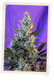 Sweet Skunk FAST Version Feminised Seeds