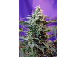 Sweet Special FAST Version Feminised Seeds