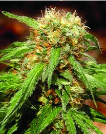 Sweet Tai Feminised Seeds