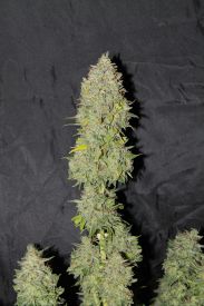 Sweet Tooth Auto Feminised Seeds