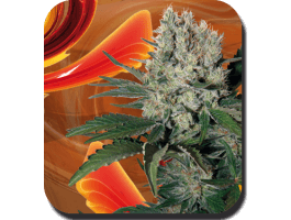 Syrup Auto Feminised Seeds