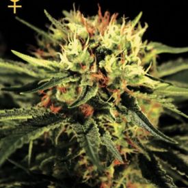 Greenhouse Seeds Doctor Feminized