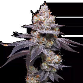 Thin Mint Auto