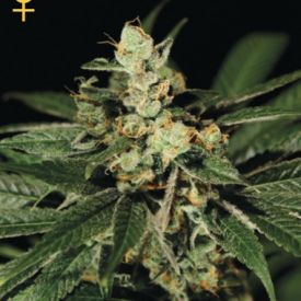 GreenHouse Seeds Train Wreck Feminized