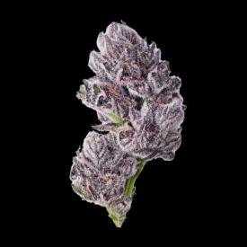 Triploid F1 Iced Sangria Feminized Seeds