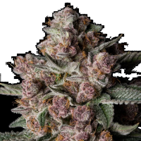 Tropical Jam Feminized