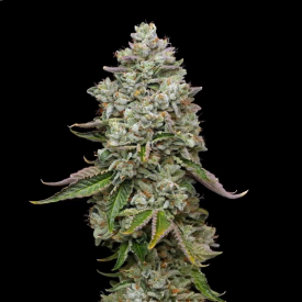 True OG Feminized