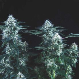 Tutankhamon Fast Feminized