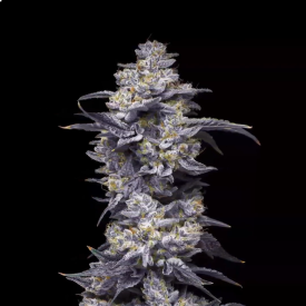 Twix Milkshake Feminized