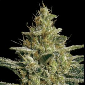 Big Bag Feminized