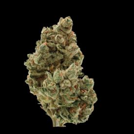 Frosty Gelato Feminized Seeds