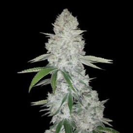Glue Auto Feminized Seeds