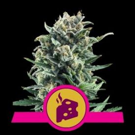 Blue Cheese Feminised Seeds