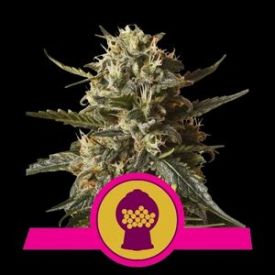 Bubblegum XL Feminised Seeds