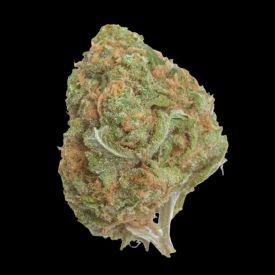 Banana Glue Feminized Seeds