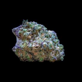 Frozen Cherry Runtz Feminized Seeds
