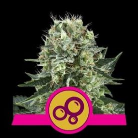 Bubble Kush Feminised Seeds