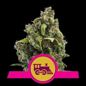 Candy Kush  (Fast Flowering)