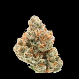 Chocolate Sherbet Feminized Seeds
