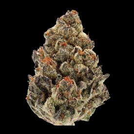 Bruce Banner Auto Feminized Seeds