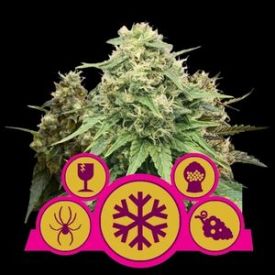 Feminized Mix Feminised Seeds